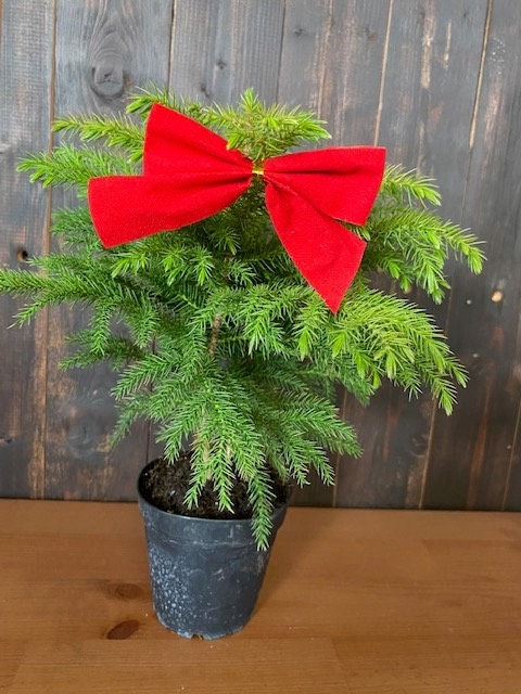 4" Norfolk Pine Available now for Christmas